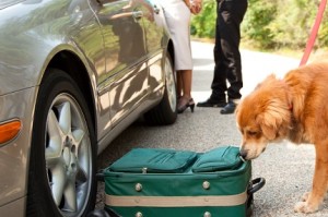 Drug-sniffing dog 3-27-13